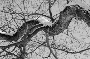 dragon tree.webp