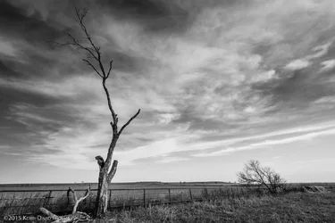 LonelyTree (1 of 1).webp