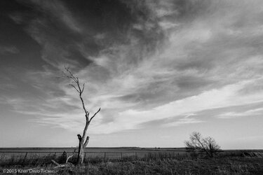 LonelyTree (1 of 1)-2.jpg