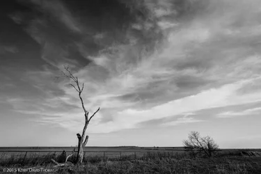 LonelyTree (1 of 1)-2.webp