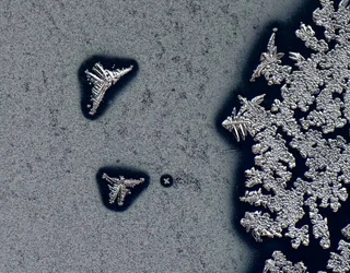 Jack Frost's butterflys.webp