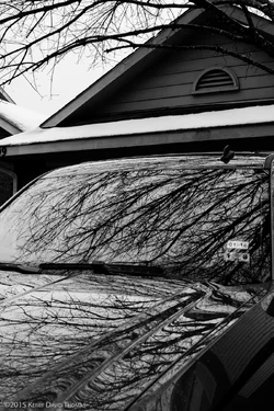 BranchReflections-1.webp