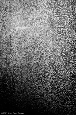 VeinyTexture-1.webp