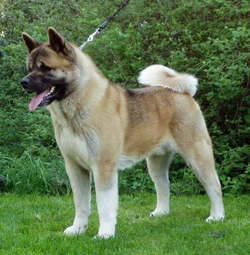 fawn-american-akita-wallpaper.webp fawn-american-akita-wallpaper.webp