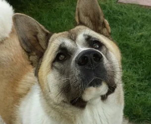 our-beautiful-american-akita-girl-needs-a-new-home-528937532cc2a.webp our-beautiful-american-akita-girl-needs-a-new-home-528937532cc2a.webp