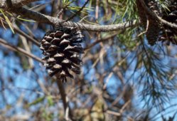 pine cone.jpg