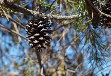 pine cone.webp