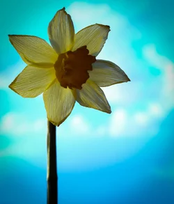 narcis 001.webp