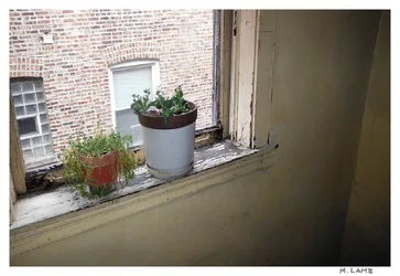 window w plants sig.webp