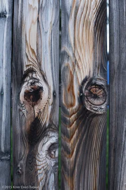 FenceSOOC-1.webp