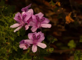 _MG_0953.webp