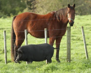 Annie and the neighbours horse April 2014.webp Annie and the neighbours horse April 2014.webp