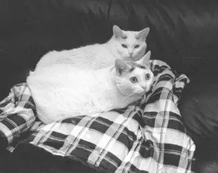 Kittys.webp