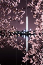 CherryBlossomGoldenRatioOverlay.jpg