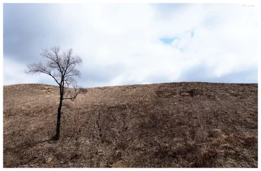 tree lonely sig.webp