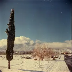 Tree and hills.webp Tree and hills.webp