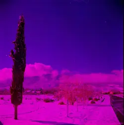 Tree and hills wb.webp Tree and hills wb.webp