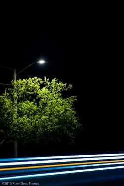 TreeOn377-1.webp
