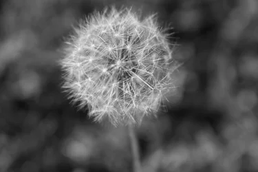 dandy-lion.webp