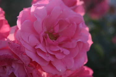 IMG_0765.webp