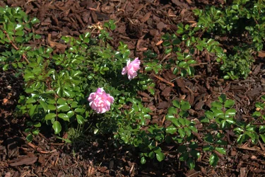 IMG_0788.webp