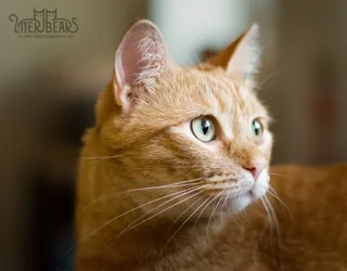 cat.webp