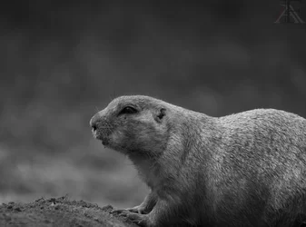 Cão-da-pradaria 1.webp