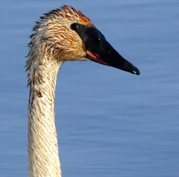 Swan close up.webp