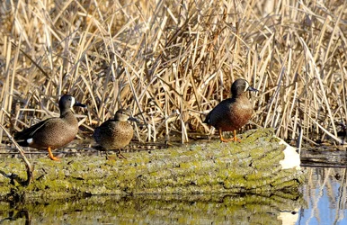 Bluewing Teal.webp