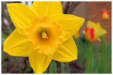 daffodil.jpg sig.jpg