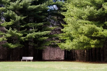Wooden Bench next to trees with path through trees.webp