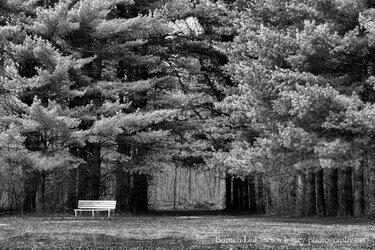 Wooden Bench next to trees with path through trees - Full Contrast darker leaves BW.jpg