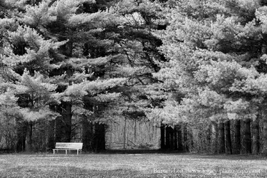 Wooden Bench next to trees with path through trees - Full Contrast lighter leaves BW.webp