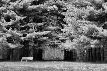 Wooden Bench next to trees with path through trees - Harsh BW.webp