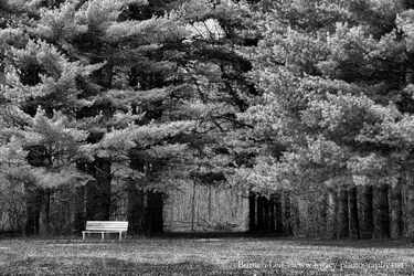Wooden Bench next to trees with path through trees - Full Contrast darker leaves BW 2.webp