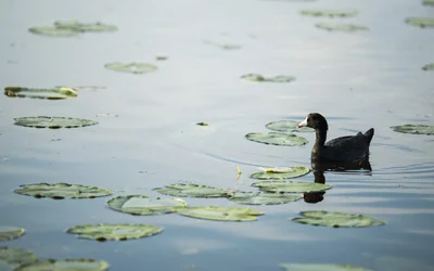 The Coot.webp The Coot.webp