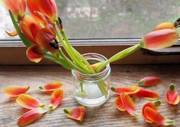 tulip petal jpgg.jpg