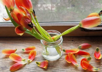 tulip petal jpgg.webp