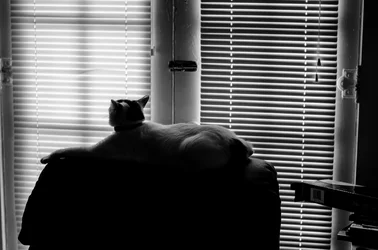 _DSC0012.webp