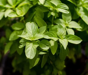 _DSC0106-2.webp