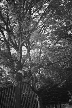 DSC_5992.webp