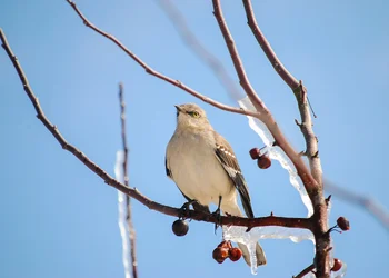 Winter Bird.webp