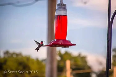 hummingbird.webp