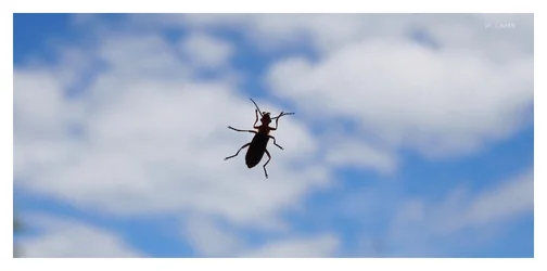 Bug falling jpg.webp