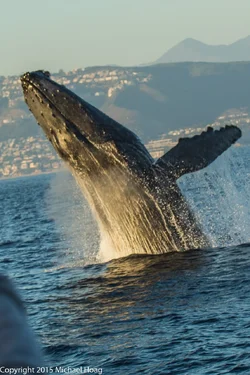 Whale-tph-1.webp
