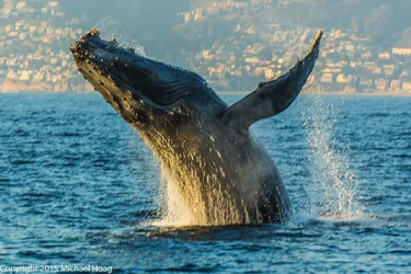 Whale-tph-2.webp
