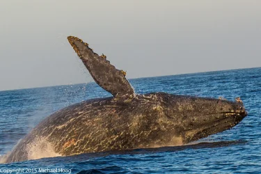 Whale-tph-3.webp