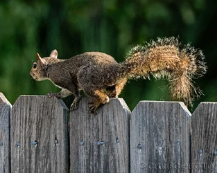Squirrely.webp