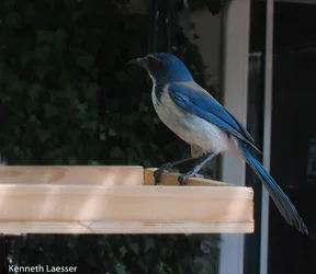 scrubjay-02.webp