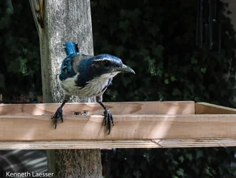 scrubjay-03.webp